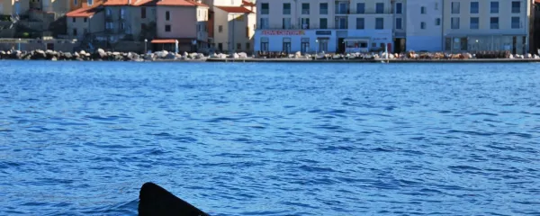  Morski pes orjak pogosto obišče naše kraje. V zalivu se je mudil 
tudi letos spomladi.