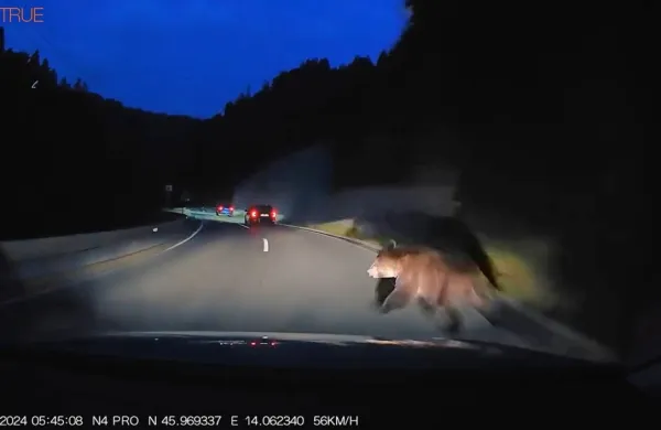 Posnetek  trka  avtomobila  z  medvedom  je  na  svojem  facebook  
profilu  objavil  zavarovalniški agent  Aleksander  Paglavec.  Ocena 
škode na  vozilu  njihovega  zavarovanca  včeraj  še  ni  bila  znana. 