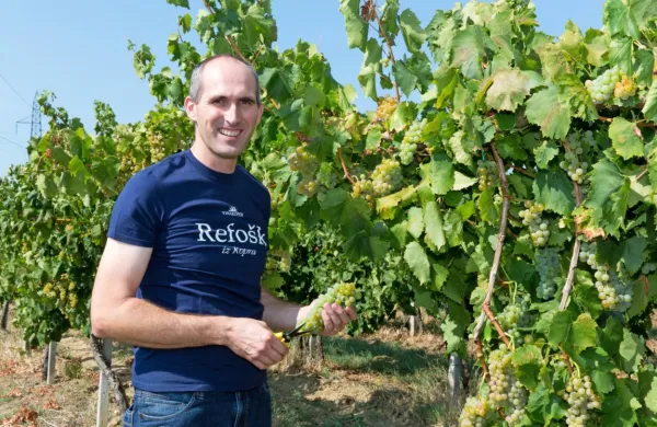 Enolog Boštjan Zidar (v vinogradih Vinakopra) napoveduje, da bo  
vse odkupljeno grozdje plačano do konca letošnjega leta.

