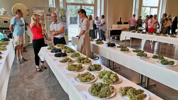 Le manjši del razstavljenih sort je sodil med priporočene in 
dovoljene, ki prevladujejo v slovenskih vinogradih.   