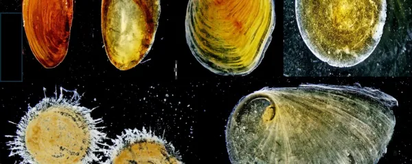  Morske polže v prehrani morskih golobov določimo po njihovih 
poklopcih, ki so specifični za posamezno vrsto.