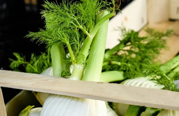 Uživamo lahko celo rastlino.