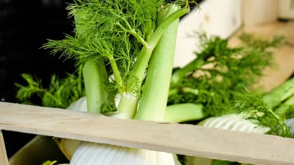 Uživamo lahko celo rastlino.