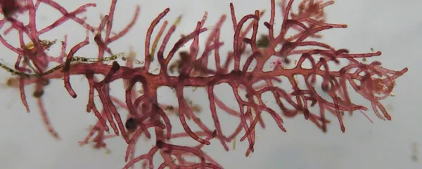 Novo odkrita rdeča alga Dasysiphonia adriatica je bila najdena pri carinskem pomolu 
v Izoli.

