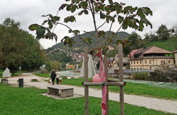 Na vabilo Europe Donne k saditvi rožnatih dreves se je lani odzvalo 
le 56 od 212 občin. Idrija ga ima v obljudenem parku Mejca.