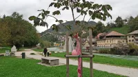 Na vabilo Europe Donne k saditvi rožnatih dreves se je lani odzvalo 
le 56 od 212 občin. Idrija ga ima v obljudenem parku Mejca.