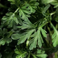 Pelin pomaga pri napihnjenosti in driski ter poskrbi za čiščenje 
prebavnega trakta.