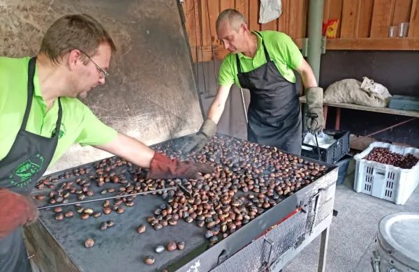 Pečen kostanj je še vedno najbolj priljubljena različica med 
obiskovalci.