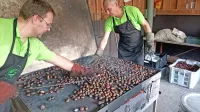 Pečen kostanj je še vedno najbolj priljubljena različica med 
obiskovalci.