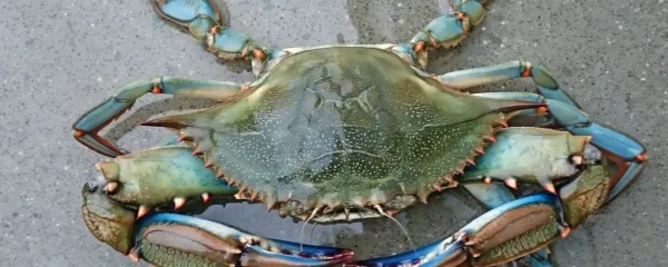 Modra rakovica sobiva z nami od leta 2019. 