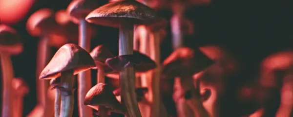 Čarobne gobe (fotografija je simbolična) človeštvo pozna že 
tisočletja, pa o psilocibinu vseeno še ne vemo vsega.