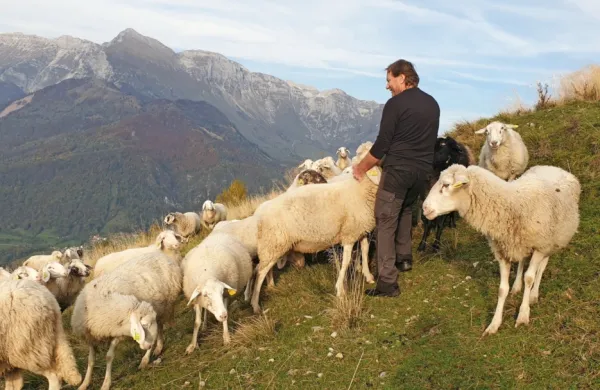 Volkovi in šakali so lani pokončali približno sto glav drobnice.