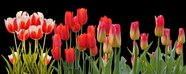  

 Tulipani potrebujejo 20 tednov, da zacvetijo.