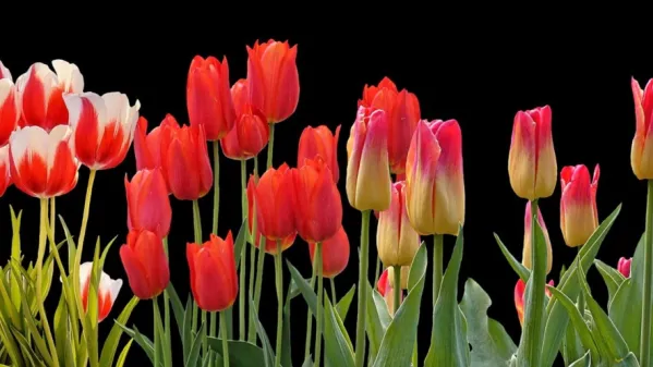  

 Tulipani potrebujejo 20 tednov, da zacvetijo.