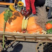 Veliko oranžno veselje