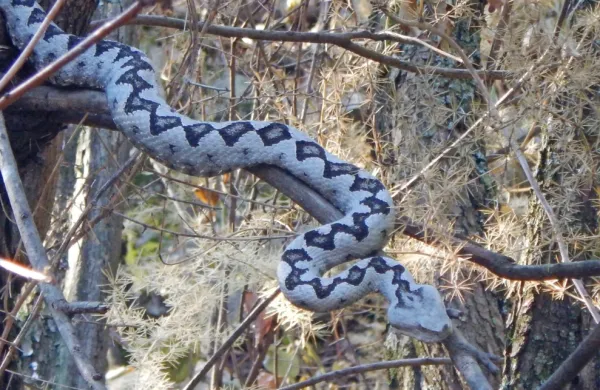 Kača  človeka  ne  bo  napadla,  ampak  se  mu  bo  poskušala izogniti  in  
se  skriti.