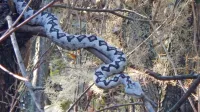 Kača  človeka  ne  bo  napadla,  ampak  se  mu  bo  poskušala izogniti  in  
se  skriti.