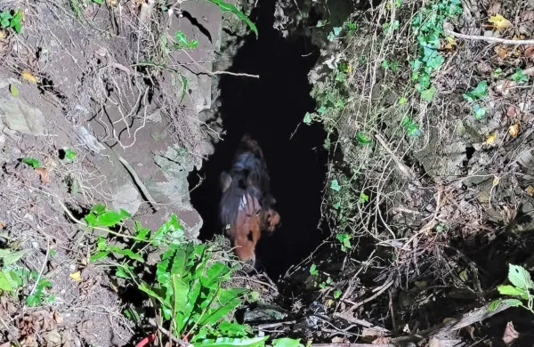 Takole je lastnik zagledal prestrašenega konja na dnu petmetrskega brezna.
