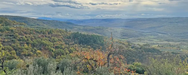 Notranjost Istre je v pomembni meri podeželje z veliko vinogradi 
in oljčniki ter tudi gozdovi.
