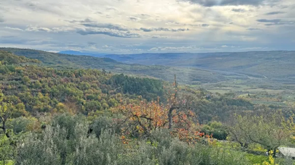 Notranjost Istre je v pomembni meri podeželje z veliko vinogradi 
in oljčniki ter tudi gozdovi.
