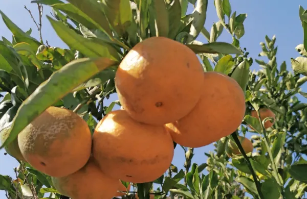 “Zdrave” neretvanska mandarine