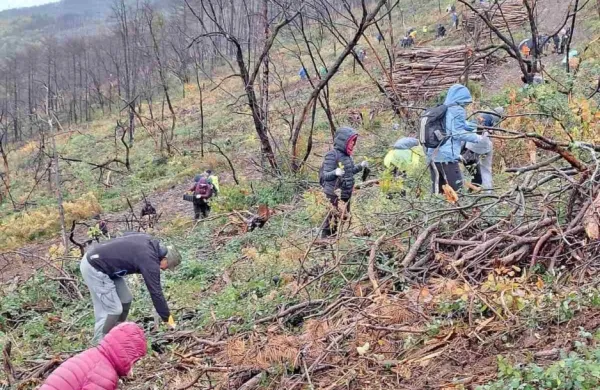 Več kot 700 prostovoljcev skrbi za obnovo kra&scaron;kih gozdov