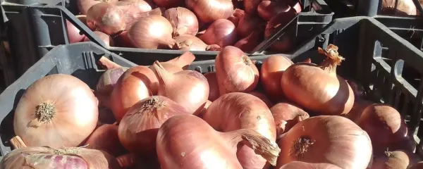 Čebulo skladiščimo v plitkih zabojčkih, plastični niso idealni. 
Vreče, ki so postavljene pokonci ali visijo na steni, so najboljše