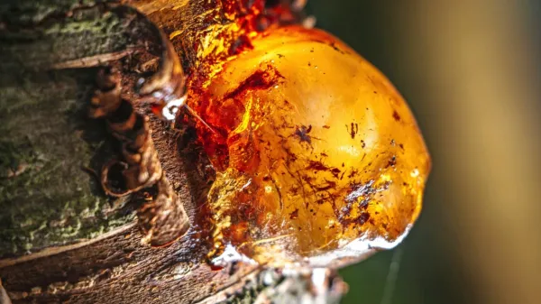 Danes se smrekova smola praviloma pridobiva iz podrtih dreves.