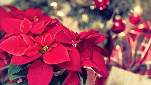 Božična zvezda je postala simbol praznikov.