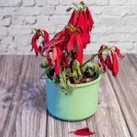 Rastlina ob slabem zalivanju liste spusti  proti steblu.