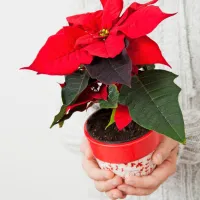 Zelo pomembno je, da rastlina med prevozom od trgovine do 
našega stanovanja ne doživi temperaturnega šoka. Zato jo je 
priporočljivo zaviti v papir.