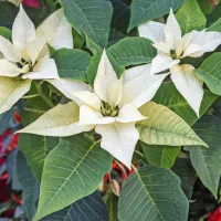 Nekaterim so všeč tudi beli cvetovi.