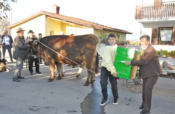 Vola Miško in Rikec pripeljala čebele s paše na domačijo Pri Ragačevih
