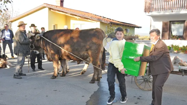 Vola Miško in Rikec pripeljala čebele s paše na domačijo Pri Ragačevih