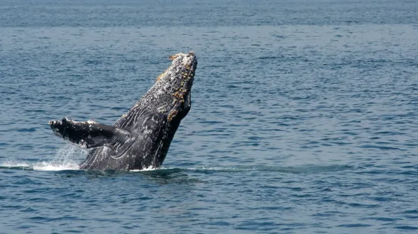 Kit grbavec je v zadnjih letih letih opravil eno od najdaljših in 
najbolj osupljivih potovanj iz Tihega ocena pri obali Kolumbije do 
Zanzibarja v Indijskem oceanu. 