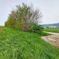 Mejice na prepišnem polju varujejo zemljišča, povečujejo hektarski donos, živalskim vrstam pa nudijo 
zatočišče. 


