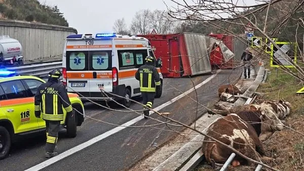 Iz prevrnjenega tovornjaka je  pobegnilo pet bikov, še trije so 
obležali ob cestišču.