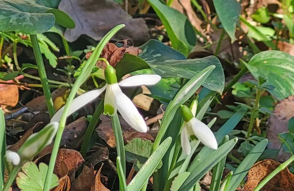 Cvetovi prvih zvončkov so že privabili posamezne divje čebele, ki 
so v njih nabirale cvetni prah. 