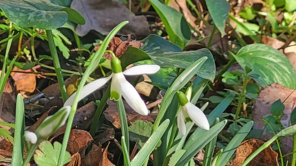 Cvetovi prvih zvončkov so že privabili posamezne divje čebele, ki 
so v njih nabirale cvetni prah. 