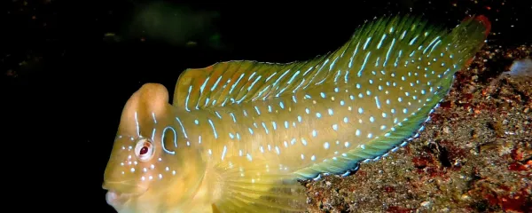 Samček pavje babice