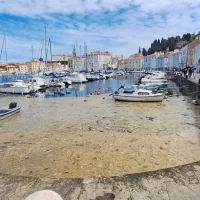 Sredi junija je severni Jadran, torej tudi morje pred slovensko 
Istro, preplavila sluz. Čeprav povsem neškodljiva za zdravje, je 
turističnim delavcem povzročila precej glavobolov in tudi resno 
ekološko škodo, saj je povzročila pomanjkanje kisika za organizme 
na morskem dnu. V drugem delu juliju je bilo morje spet dovolj 
čisto za kopanje.