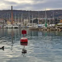 Delfini so v zadnjih letih vse bolj pogosti obiskovalci slovenskega 
morja. V začetku decembra je eden izmed njih zaplaval v bližino 
izolskega mandrača, že poleti pa so poročali, da so marsikje v 
Tržaškem zalivu opazili delfine. 