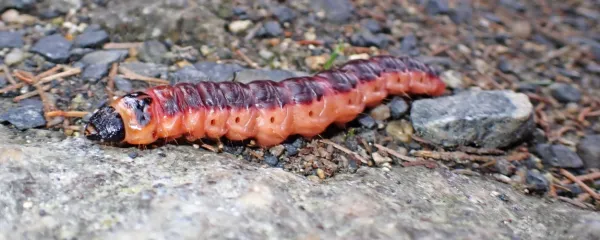 Gosenice vrbovega zavrtača so bile v starem Rimu vrhunska hrana 
za sladokusce. 