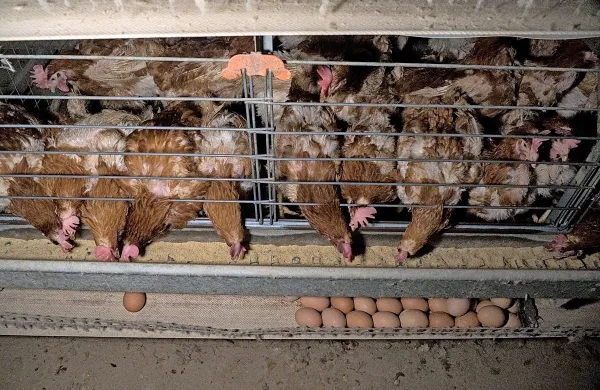 



Posnetki so razkrili slabe razmere na eni od slovenskih farm. 