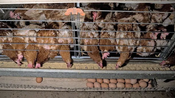 



Posnetki so razkrili slabe razmere na eni od slovenskih farm. 