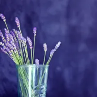 Sivka že od nekdaj velja za rastlino, ki ima  pomirjujoče učinke.