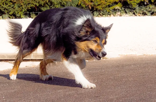 Fotografija je simbolična