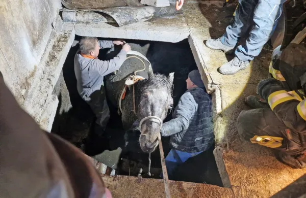 Palčje: iz gnojne jame re&scaron;ili kobilo