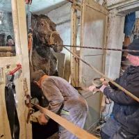 Palčje: iz gnojne jame re&scaron;ili kobilo