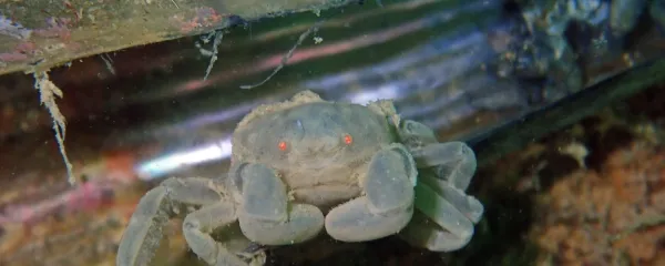 Grahasta stražna rakovica